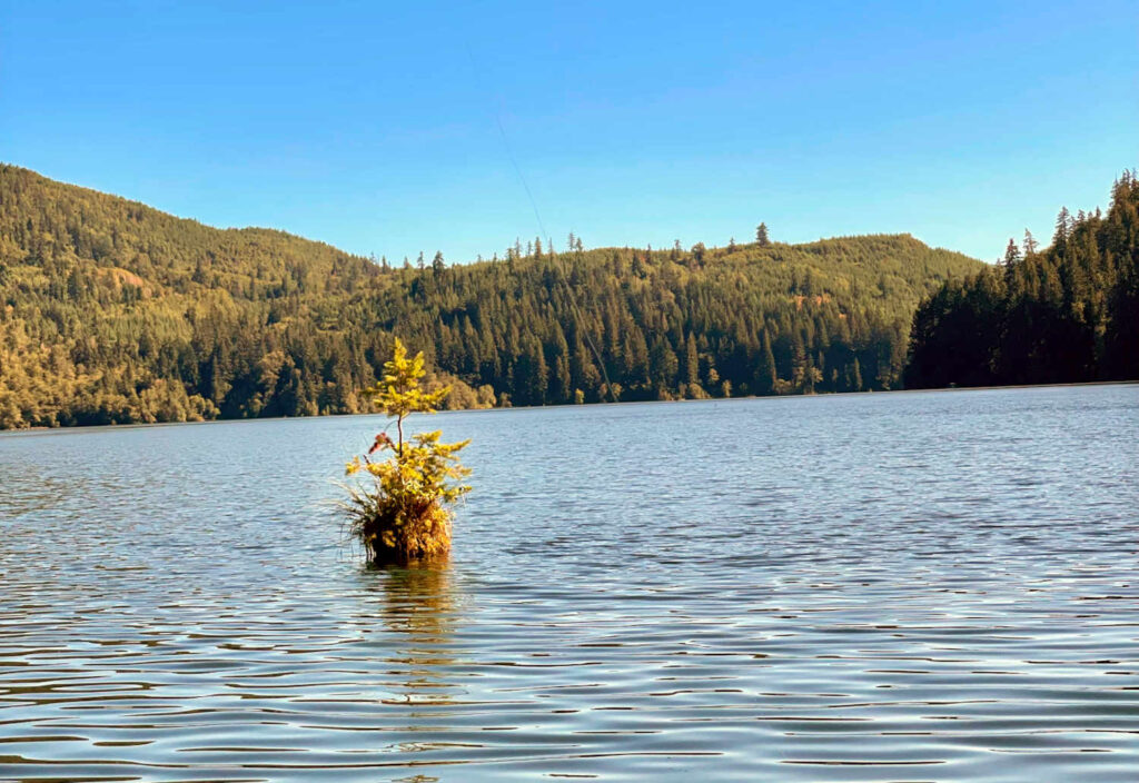 One lone tree grows out of the middle of a lake. A tree filled hillside sits in the background.