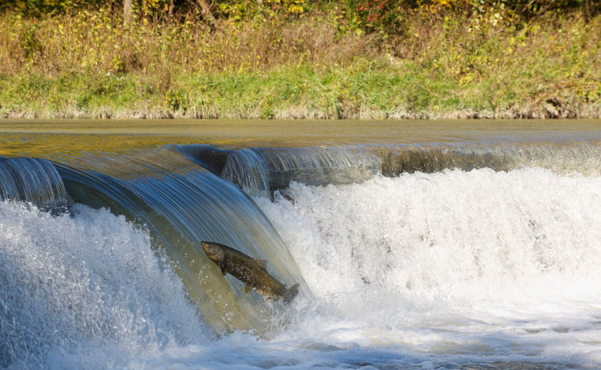 A river running over a waterfall, with a salmon trying to swim up the fall, to continue swimming upstream.